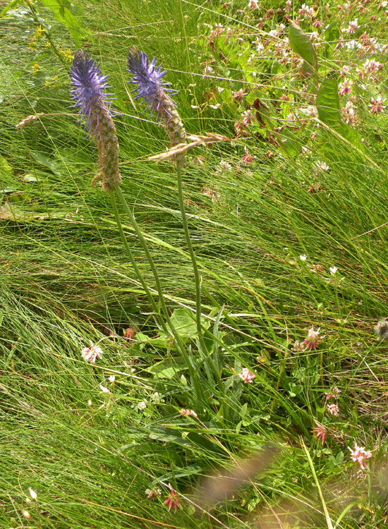 Phyteuma zahlbruckneri / Raponzolo di Zahlbruckner